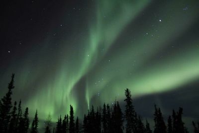 Panoramic view of pine trees against sky at night