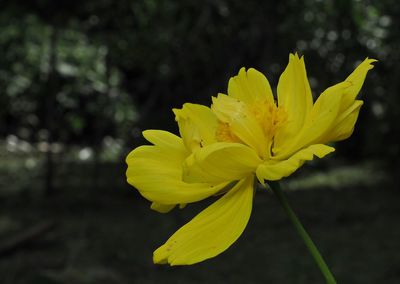 Close-up of yellow flowering plant