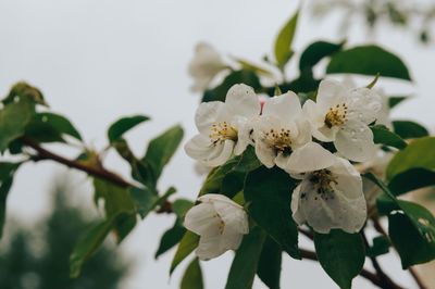 Close-up of white cherry blossoms in spring