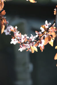 Close-up of cherry blossoms