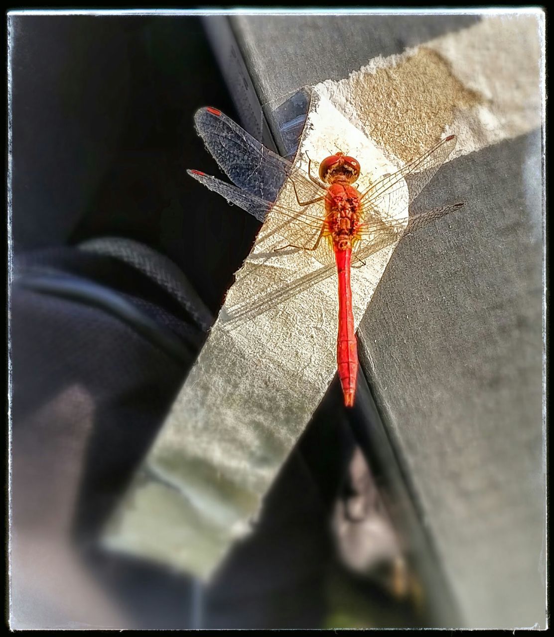 transfer print, auto post production filter, close-up, high angle view, selective focus, indoors, day, street, red, no people, shadow, one animal, sunlight, transportation, part of, insect, unrecognizable person, wall - building feature