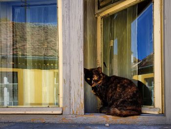 Cat sitting on window of building