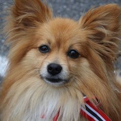 Close-up portrait of dog