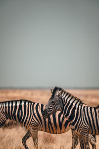 View of a zebra against the sky