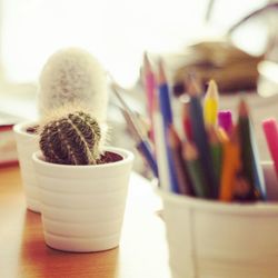 Close-up of potted plants on table