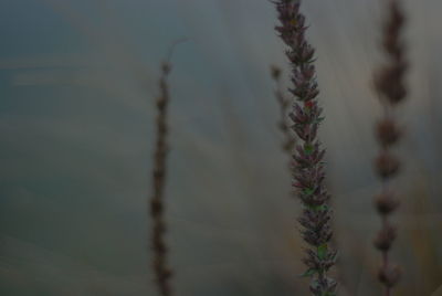 Close-up of flowering plant