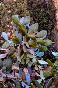 Close-up of succulent plant on field