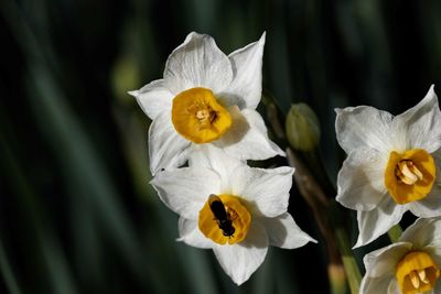 Close-up of white flowering plant