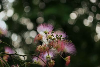 Close-up of pink flowers blooming outdoors