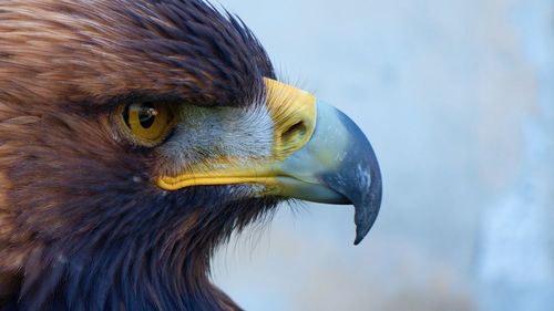 Close-up of golden eagle