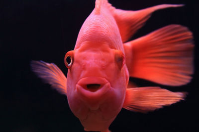 Close-up of fish underwater