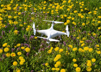 Yellow flowers blooming on field