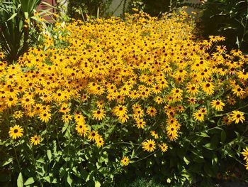 Yellow flowers blooming in park