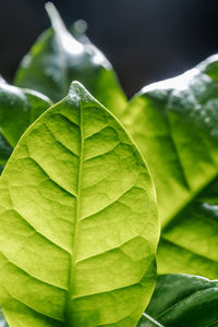 Abstract background of green leaves. a close plan.