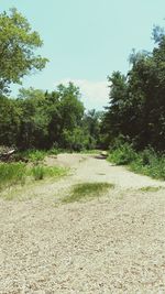 Trees on landscape