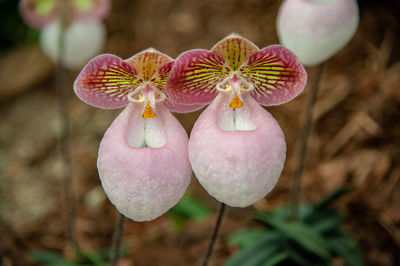 Paphiopedilum micranthum orchids