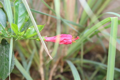 Close-up of pink flower