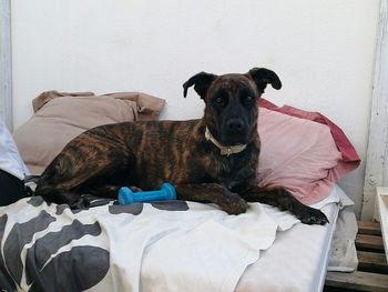 Portrait of dog resting on bed