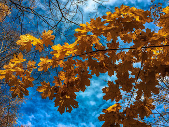 Low angle view of maple tree against blue sky