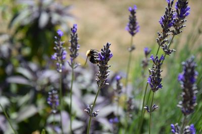 Close-up of bee pollinating on purple flower