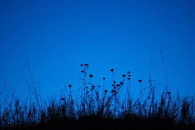 Low angle view of silhouette plants on field against clear blue sky