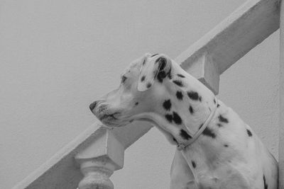 Dog looking away against wall