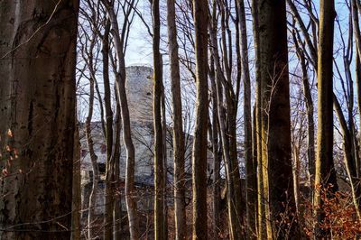 Full frame shot of trees in forest