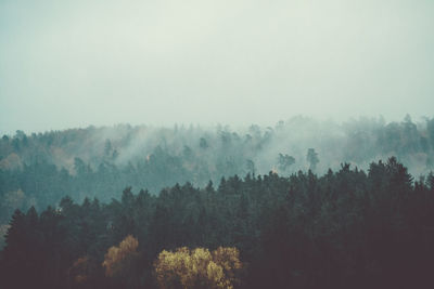 Trees in forest during foggy weather