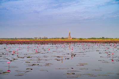 View of flowers in lake against cloudy sky