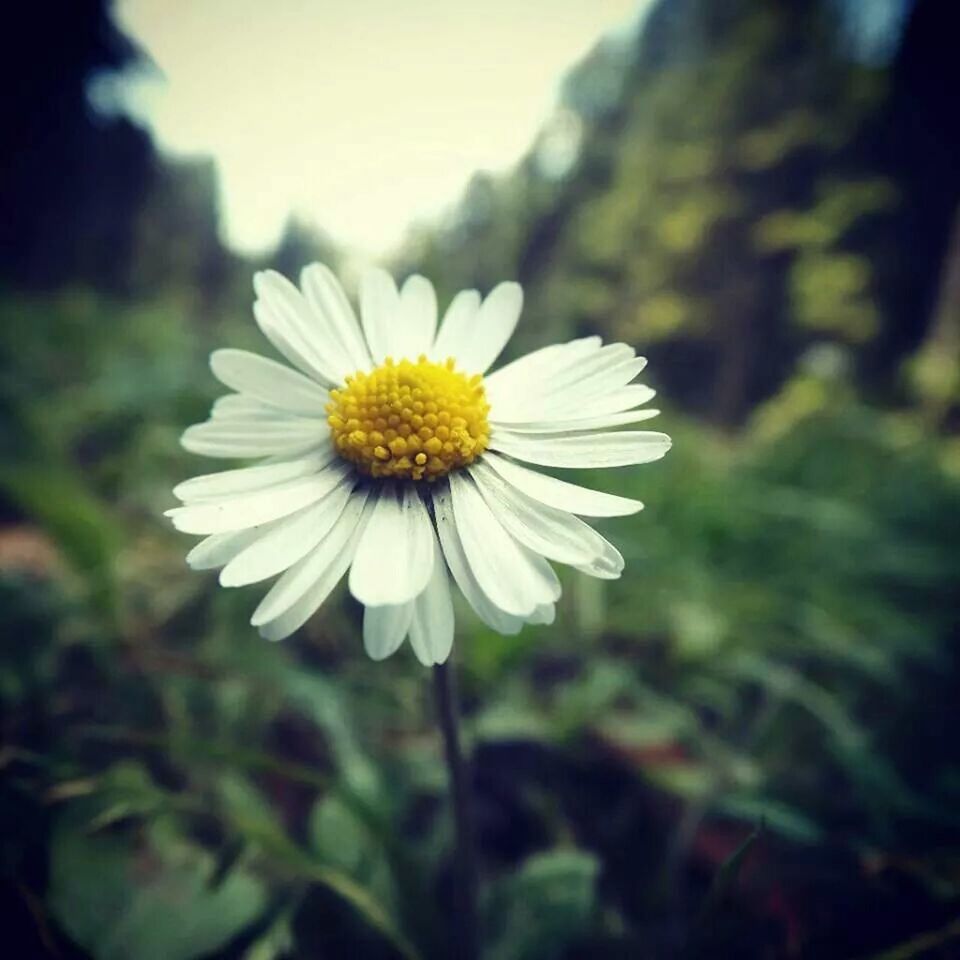 flower, petal, freshness, flower head, fragility, growth, pollen, close-up, beauty in nature, white color, focus on foreground, single flower, daisy, blooming, nature, in bloom, stamen, blossom, selective focus, plant