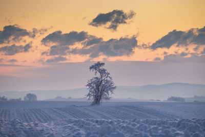 Scenic view of field against sky during sunset