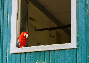 Bird perching on a window