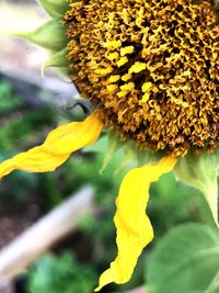 Close-up of yellow sunflower blooming outdoors