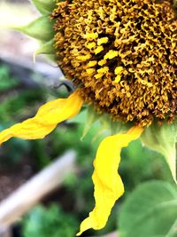 Close-up of yellow sunflower blooming outdoors