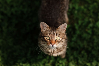 Tabby cat on the move walking on green grass outdoors looking at camera curiously. 