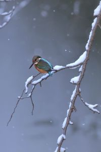 Bird perching on branch