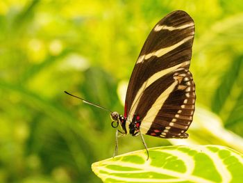 Close-up of butterfly on leaf