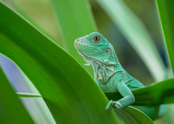 Close-up of lizard