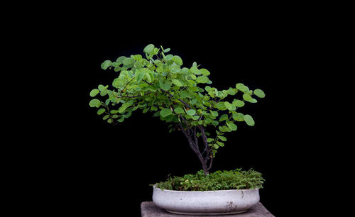 Close-up of potted plant against black background