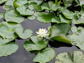 Close-up of lotus water lily in lake