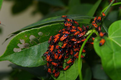 Close-up of insect on leaf