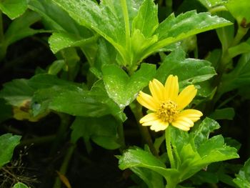 Close-up of yellow flowers