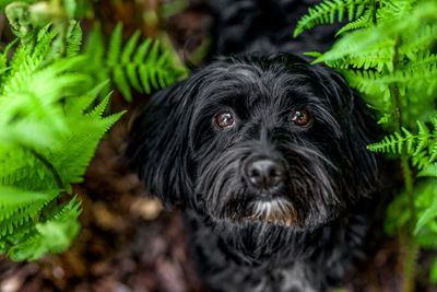 Portrait of black dog