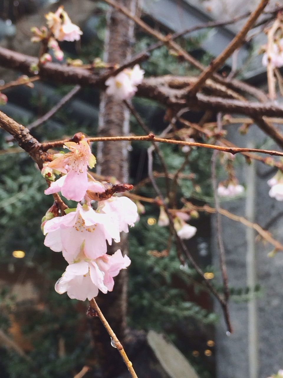 flower, branch, fragility, freshness, growth, focus on foreground, tree, petal, beauty in nature, nature, twig, cherry blossom, close-up, blossom, pink color, in bloom, cherry tree, flower head, blooming, springtime