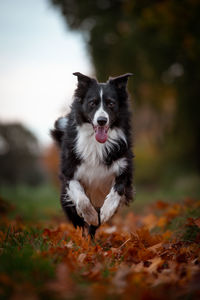 Border collie dog running through a autumn mood, camera very low, dog running to the camera