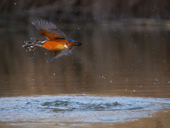 Close-up of bird in water