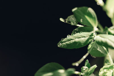 Close-up of wet plant leaves against black background