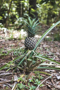 Close-up of fruit growing on field