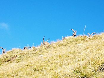 Plants growing on land against clear blue sky