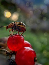 Close-up of beetle on berries